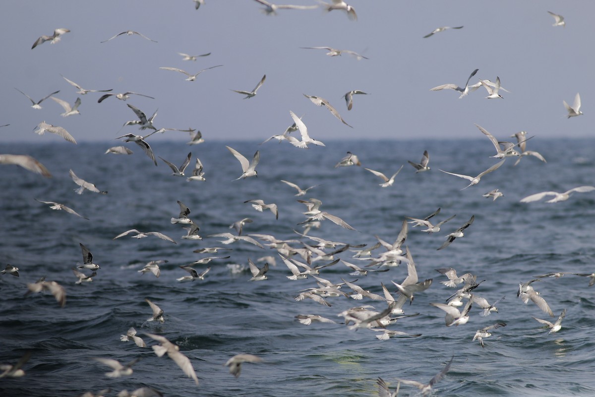 White-winged Tern - Neoh Hor Kee