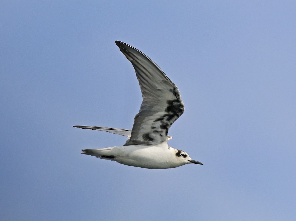 White-winged Tern - ML615813291