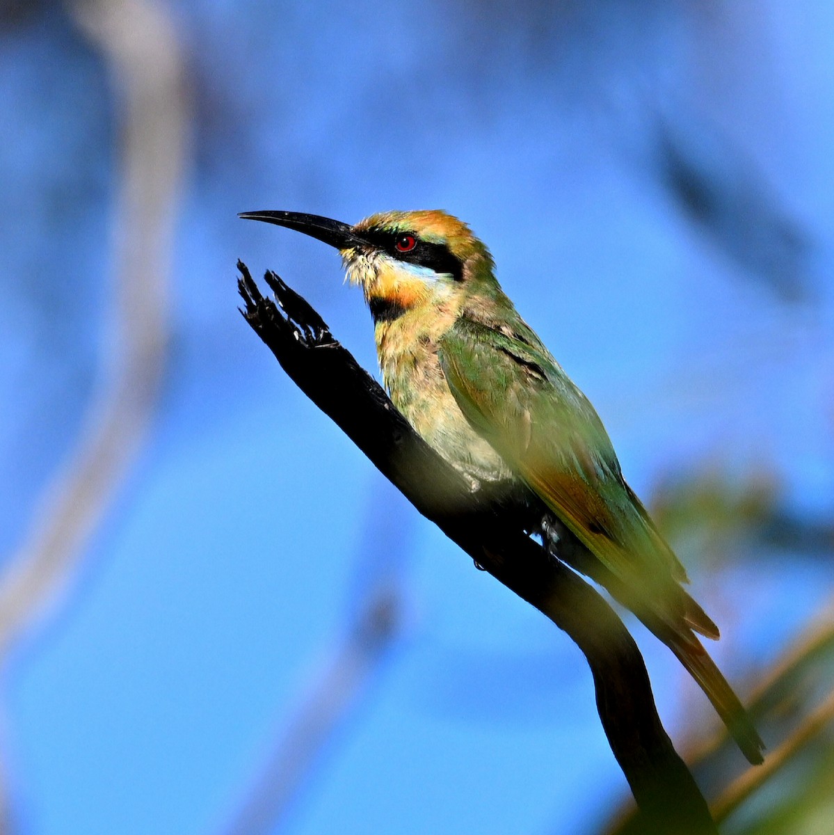 Rainbow Bee-eater - David Bromet