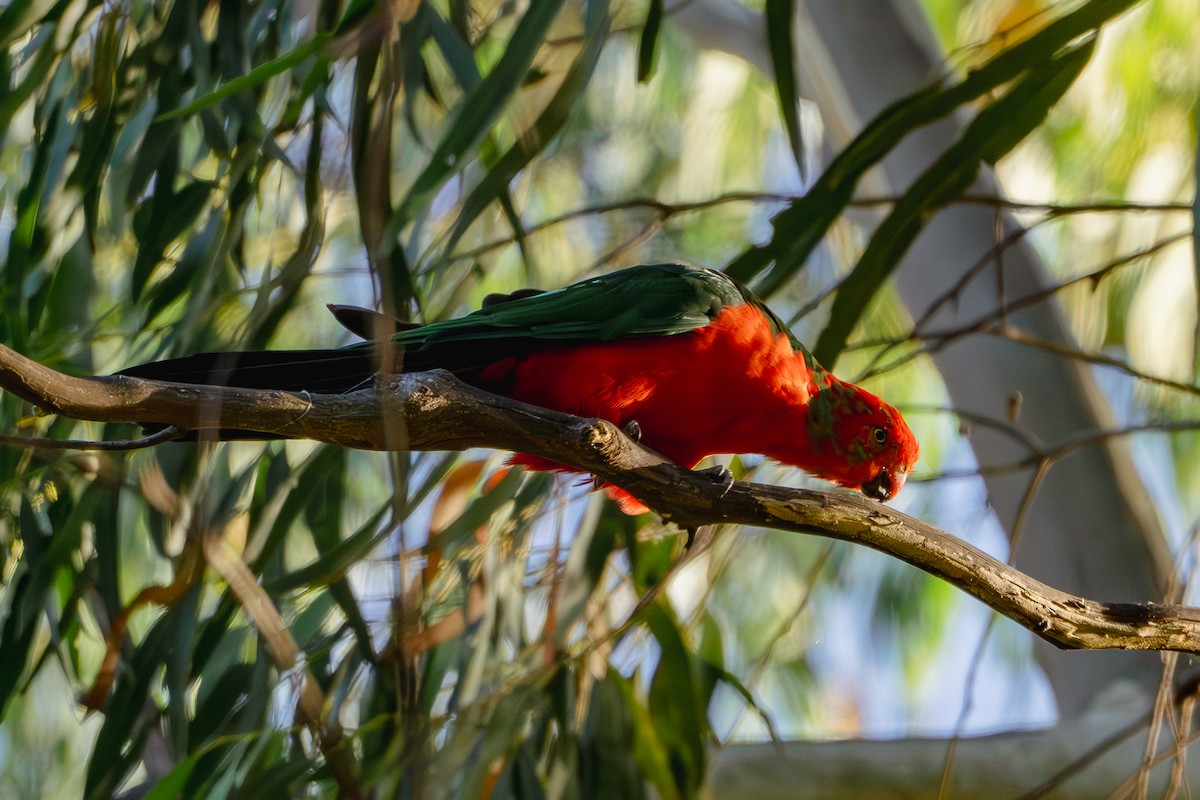 Australian King-Parrot - ML615813499
