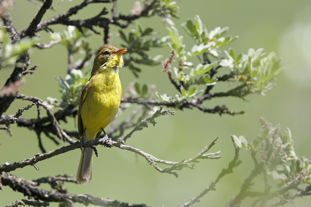African Yellow-Warbler - Marco Valentini