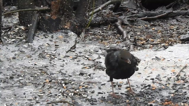 Eurasian Blackbird - ML615813832