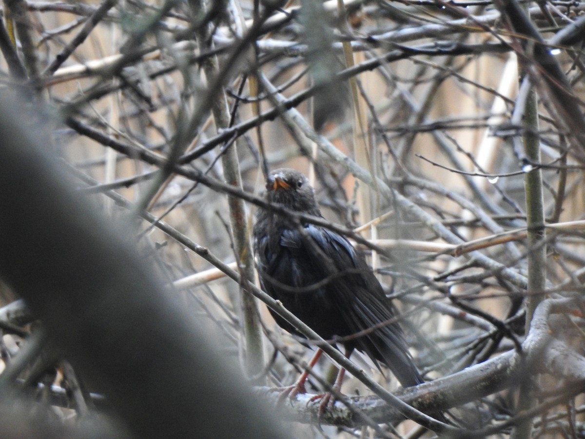 Eurasian Blackbird - ML615813838