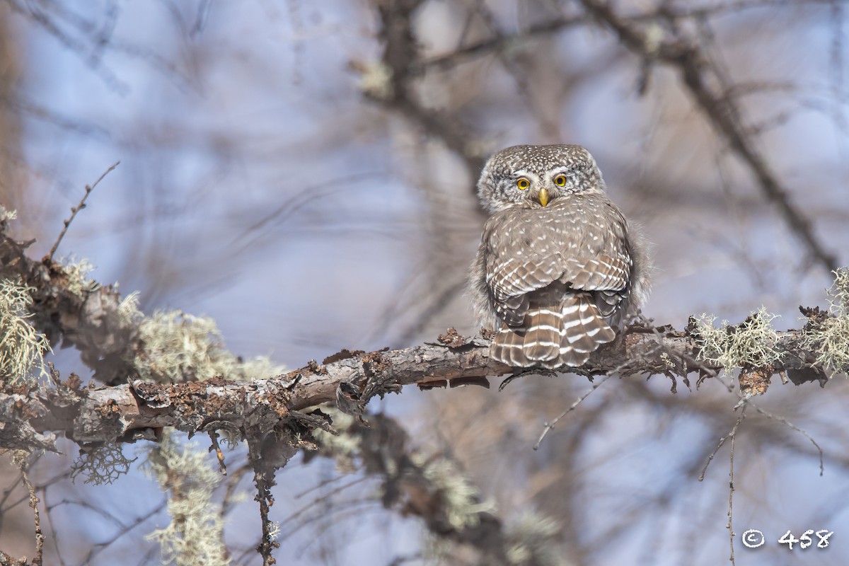 Eurasian Pygmy-Owl - ML615813865