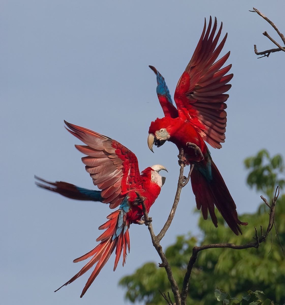 Red-and-green Macaw - ML615813902