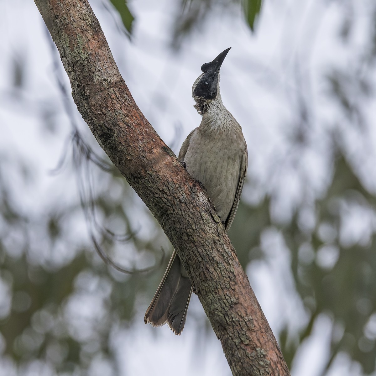 Silver-crowned Friarbird - ML615813918