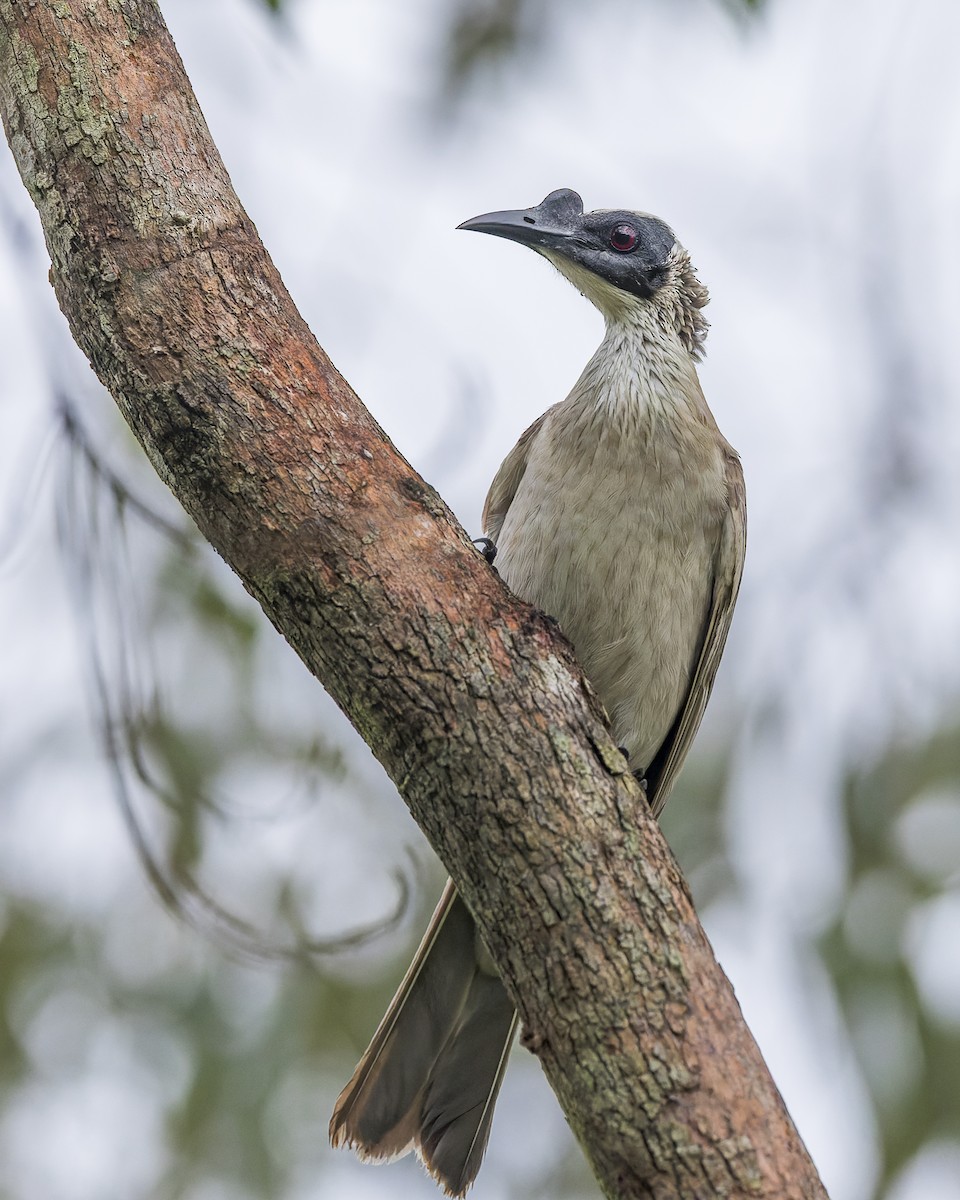 Silver-crowned Friarbird - ML615813919
