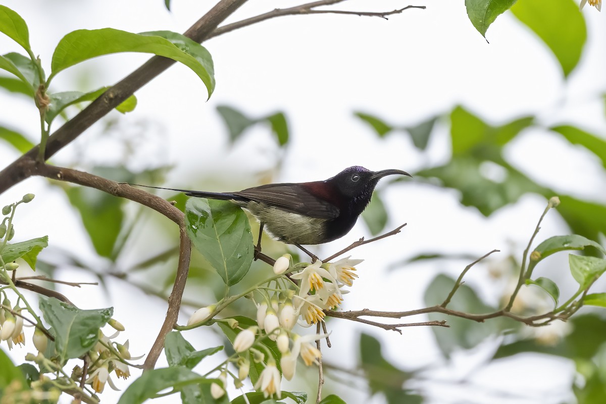 Black-throated Sunbird - Debankur  Biswas