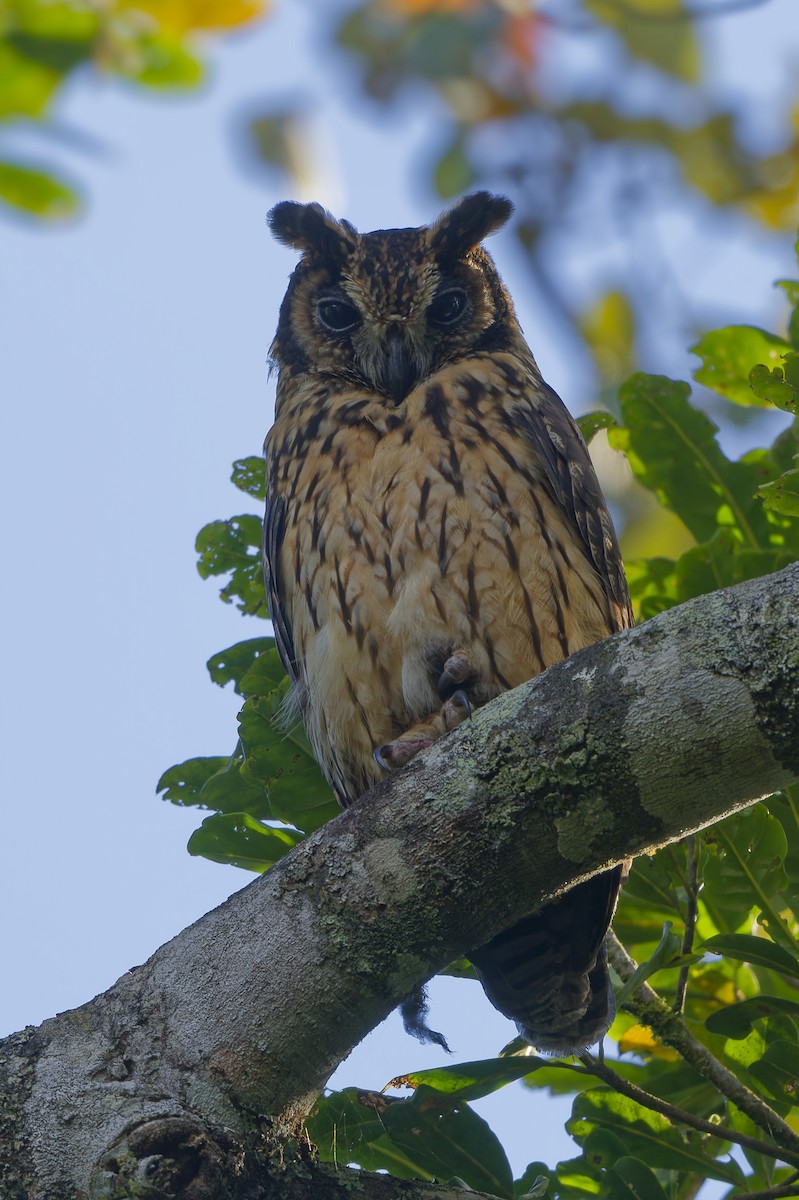 Madagascar Owl - ML615814461