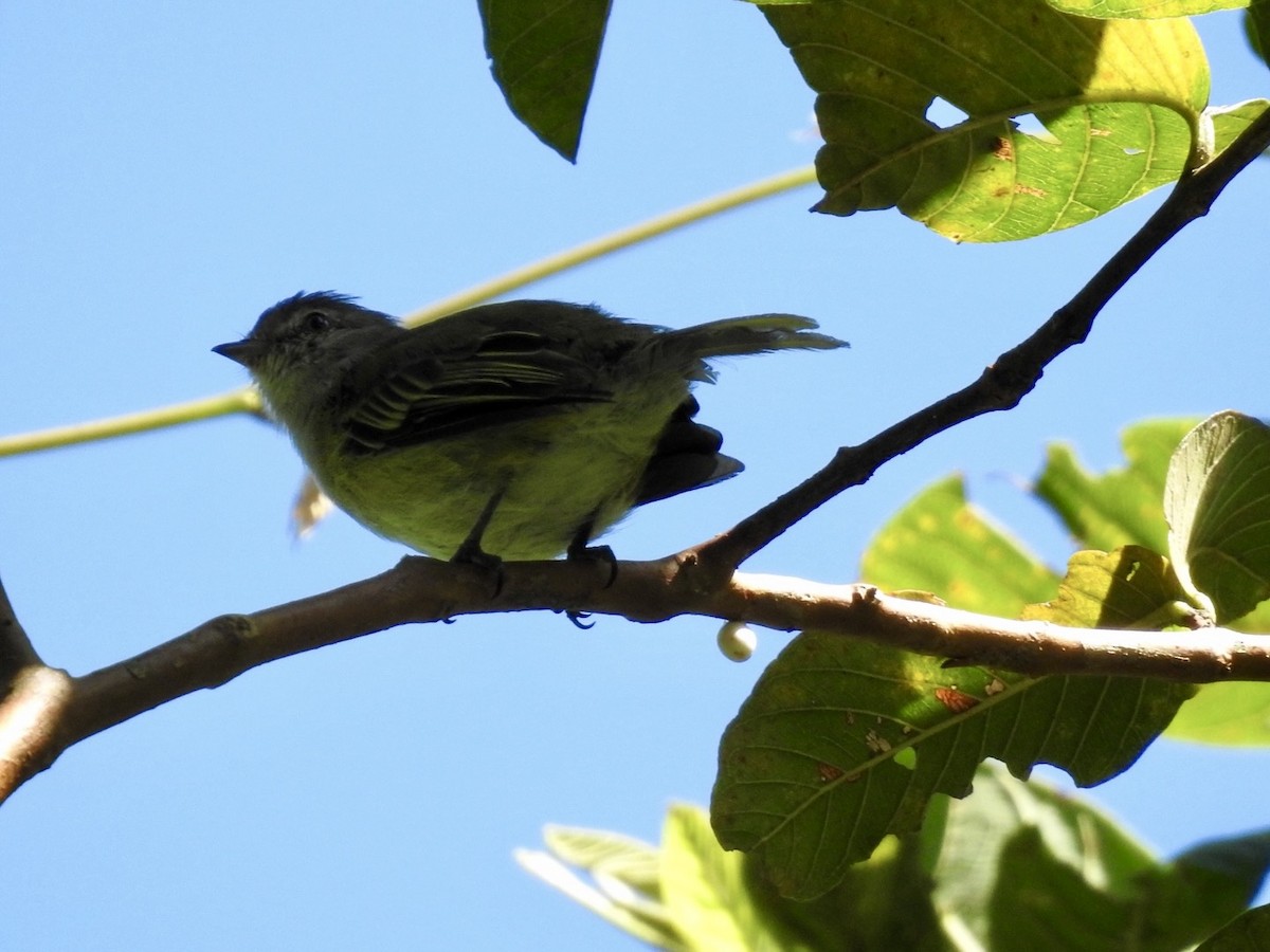 Gray-capped Tyrannulet - Nick Odio