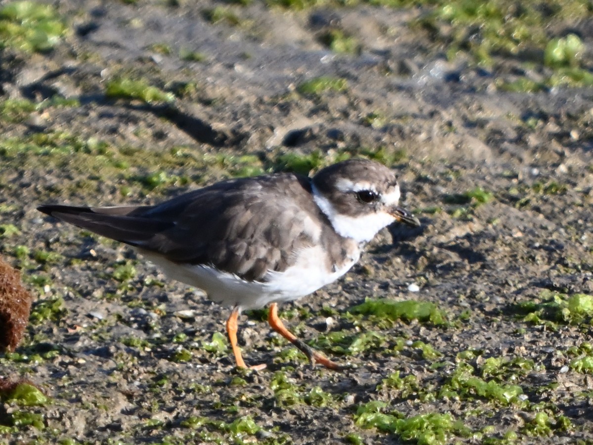 Common Ringed Plover - ML615814798