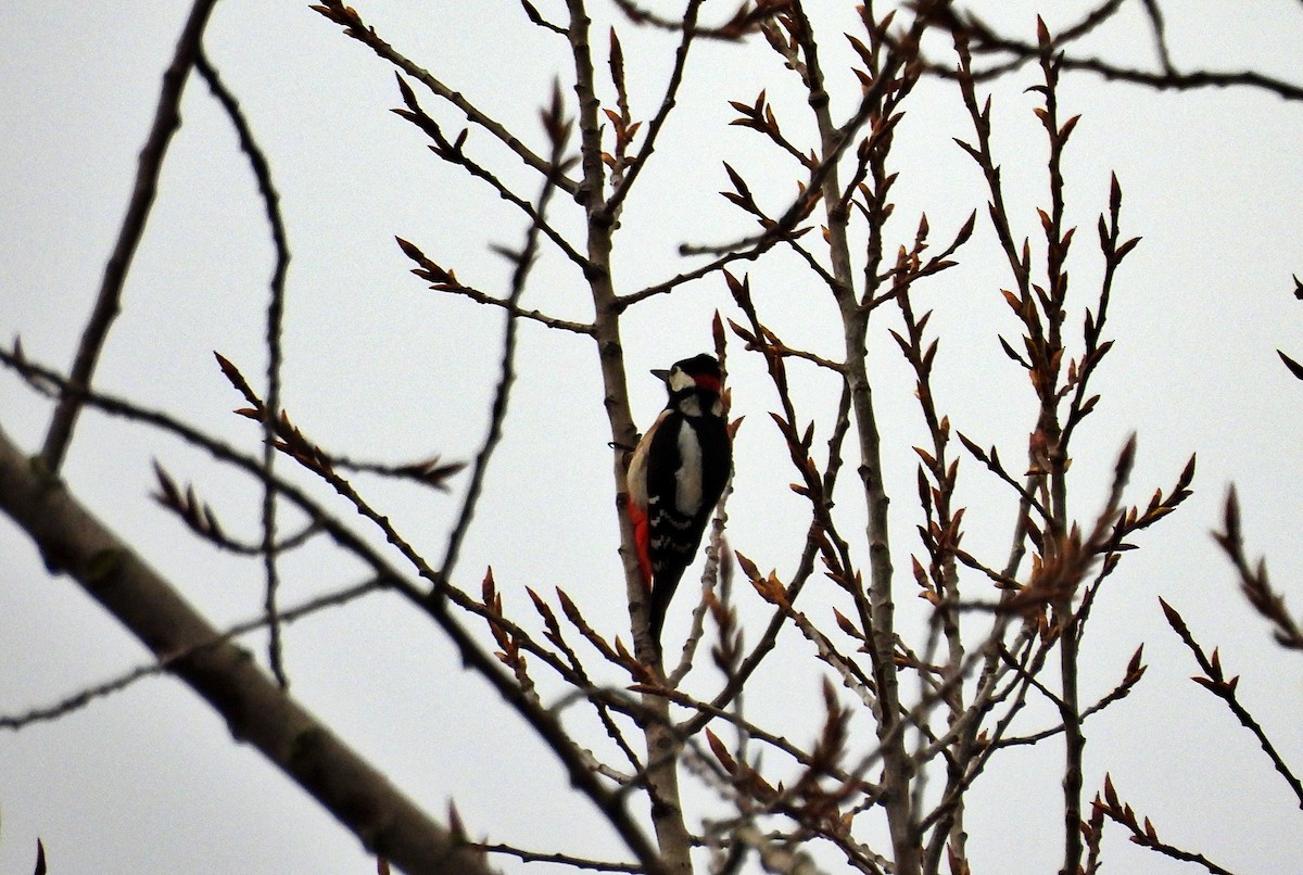 Great Spotted Woodpecker - ML615814861