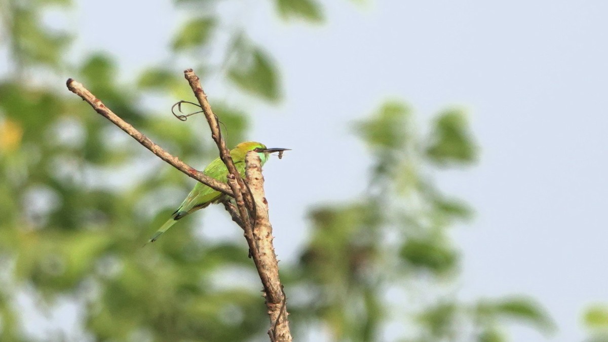 Asian Green Bee-eater - ML615814903