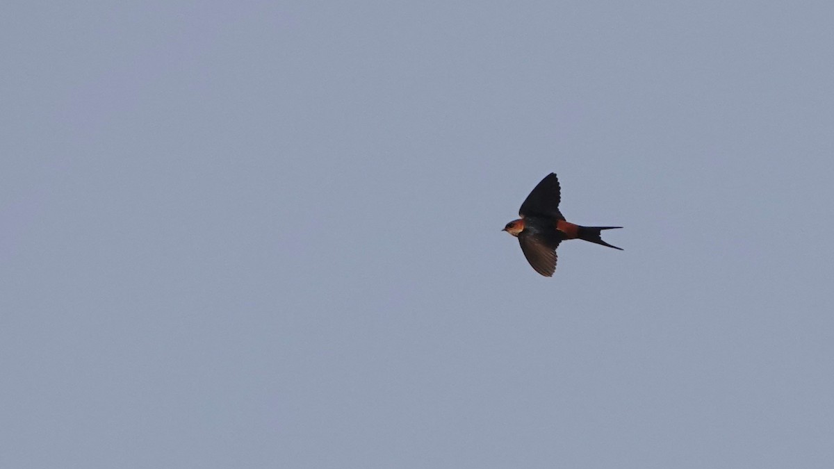 Red-rumped Swallow - ML615814906