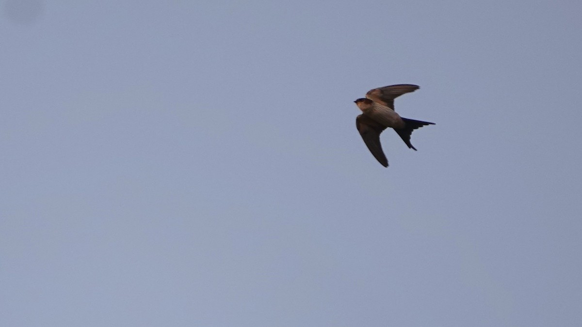 Red-rumped Swallow - ML615814907