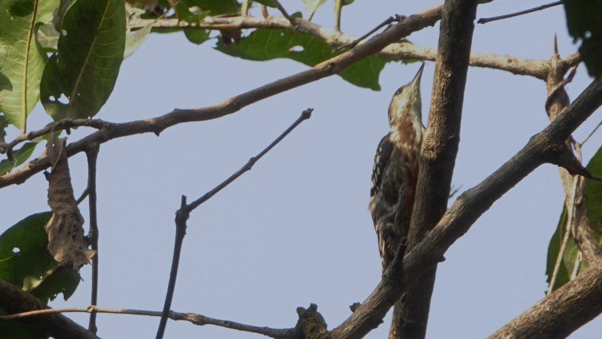 Yellow-crowned Woodpecker - ML615814942