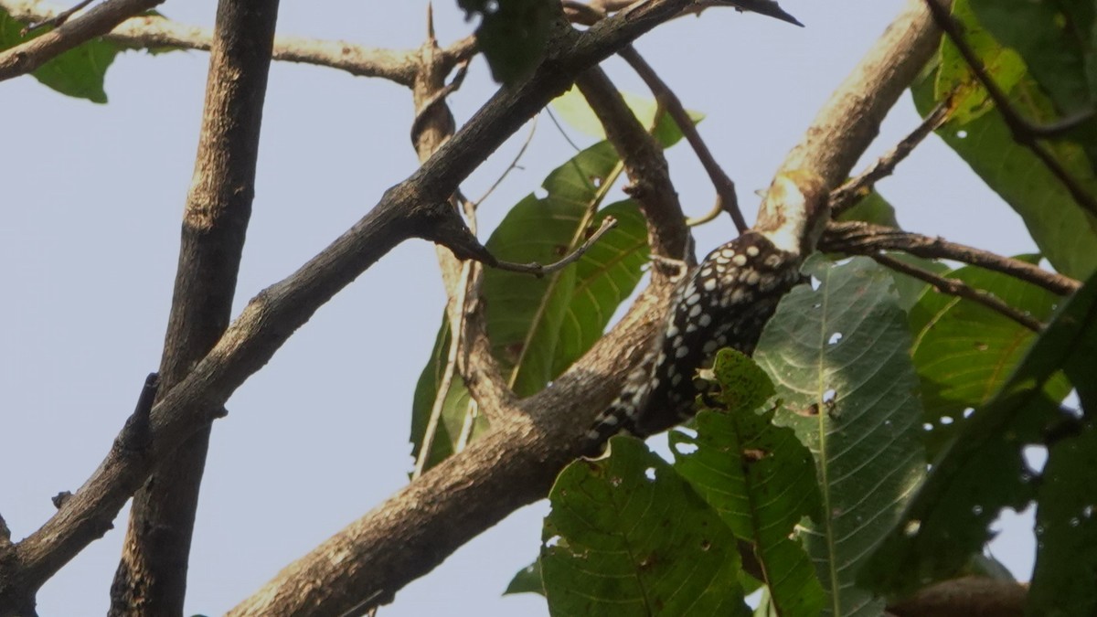 Yellow-crowned Woodpecker - ML615814943