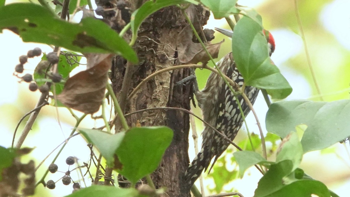 Yellow-crowned Woodpecker - ML615814944