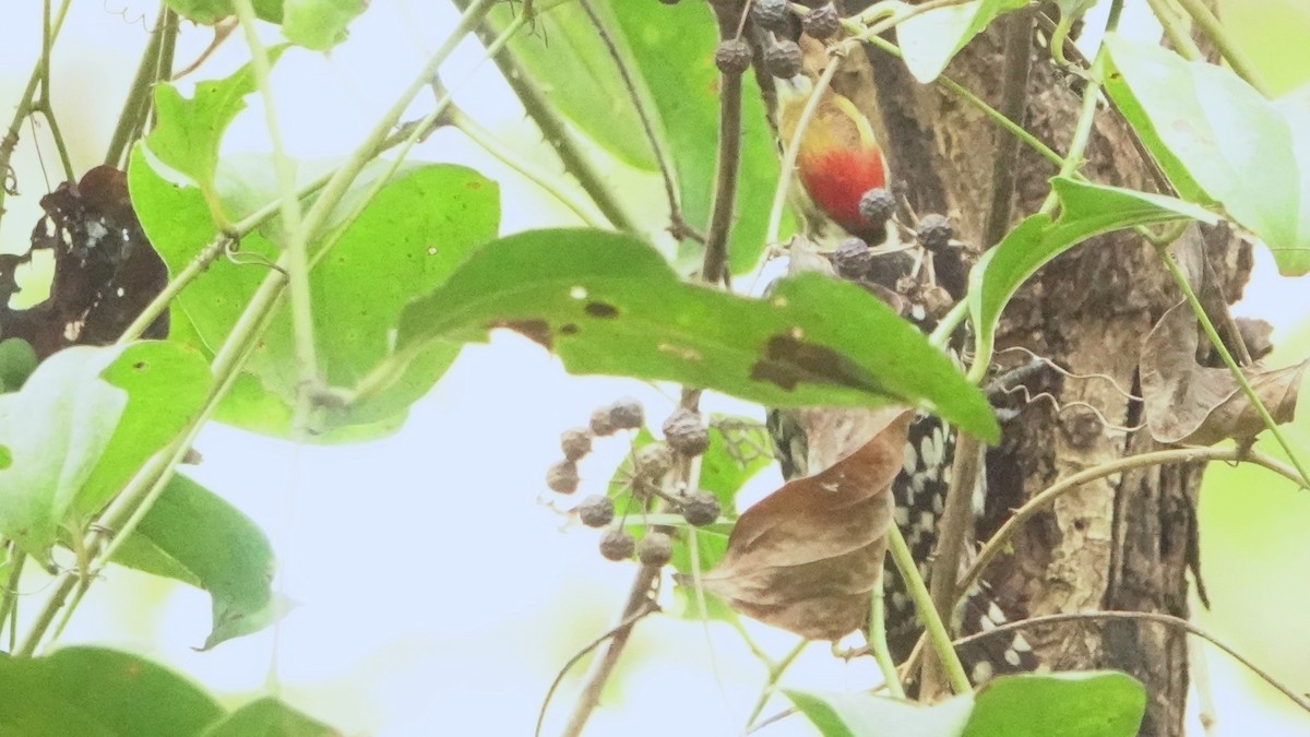 Yellow-crowned Woodpecker - ML615814945
