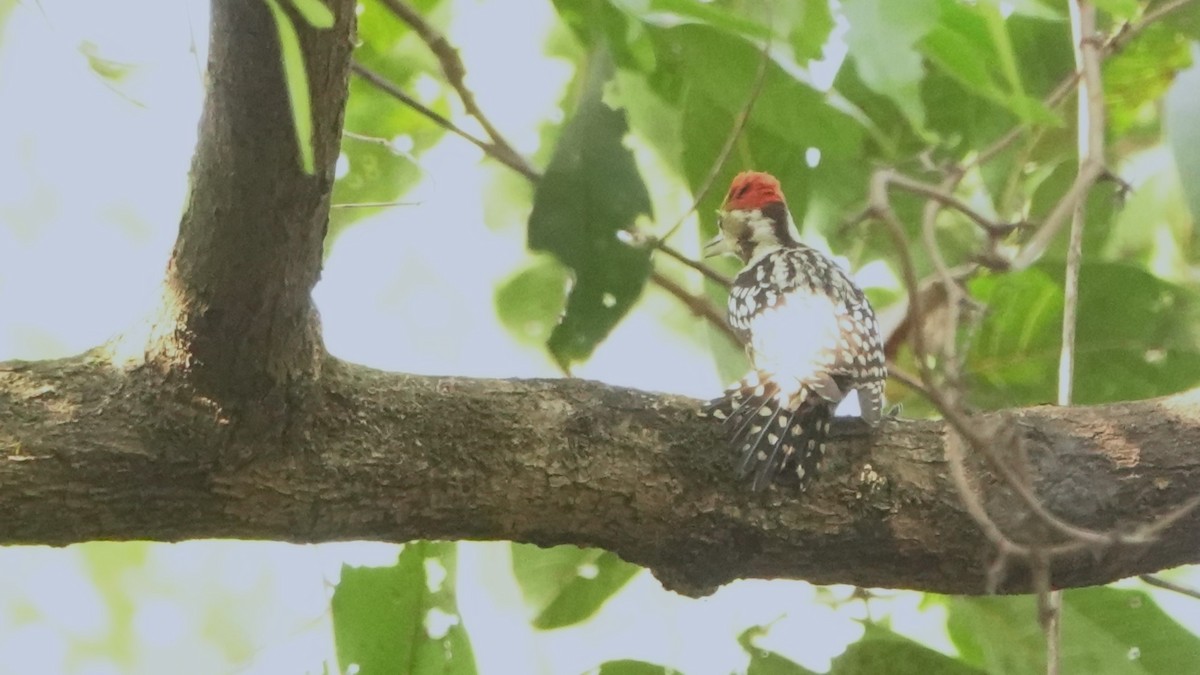 Yellow-crowned Woodpecker - ML615814946
