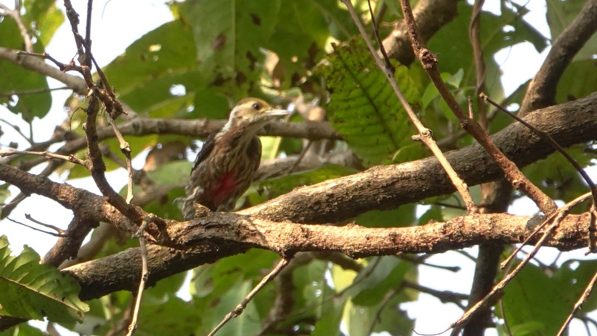 Yellow-crowned Woodpecker - ML615814949