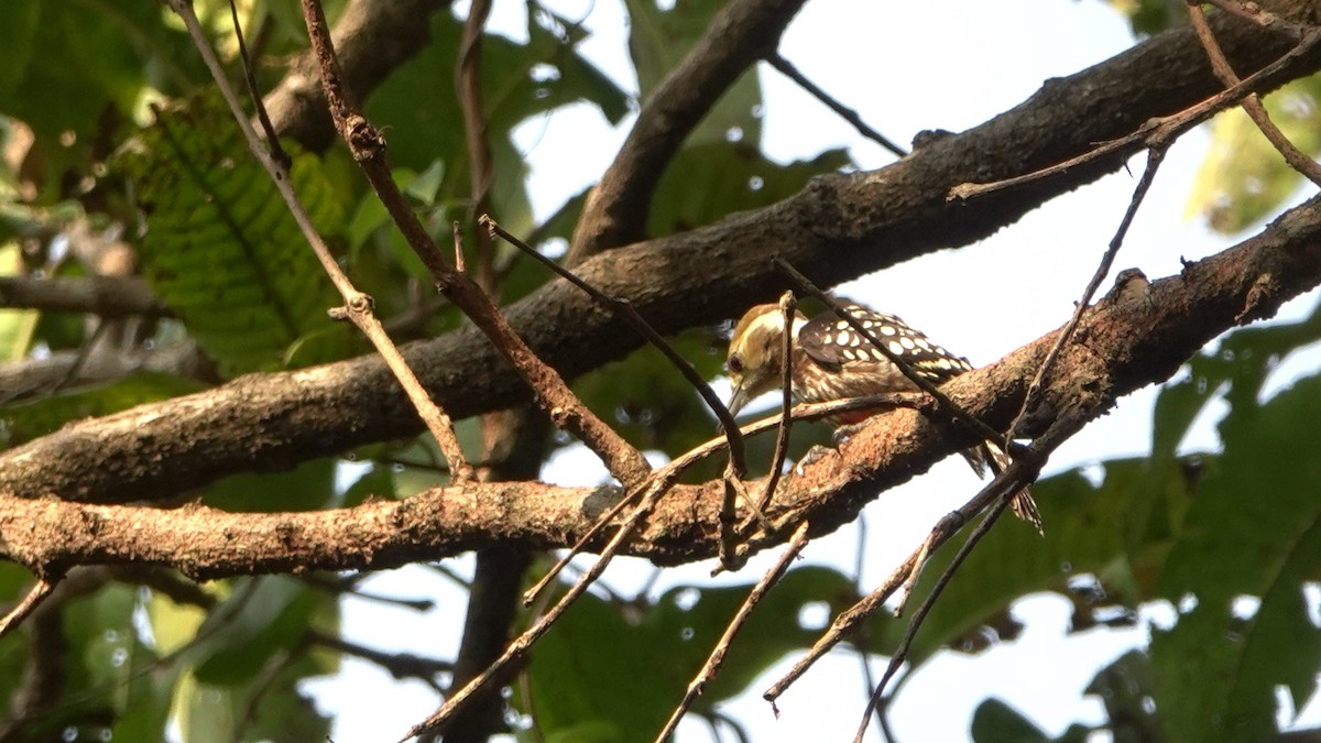Yellow-crowned Woodpecker - ML615814950