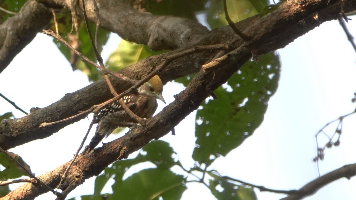 Yellow-crowned Woodpecker - ML615814952