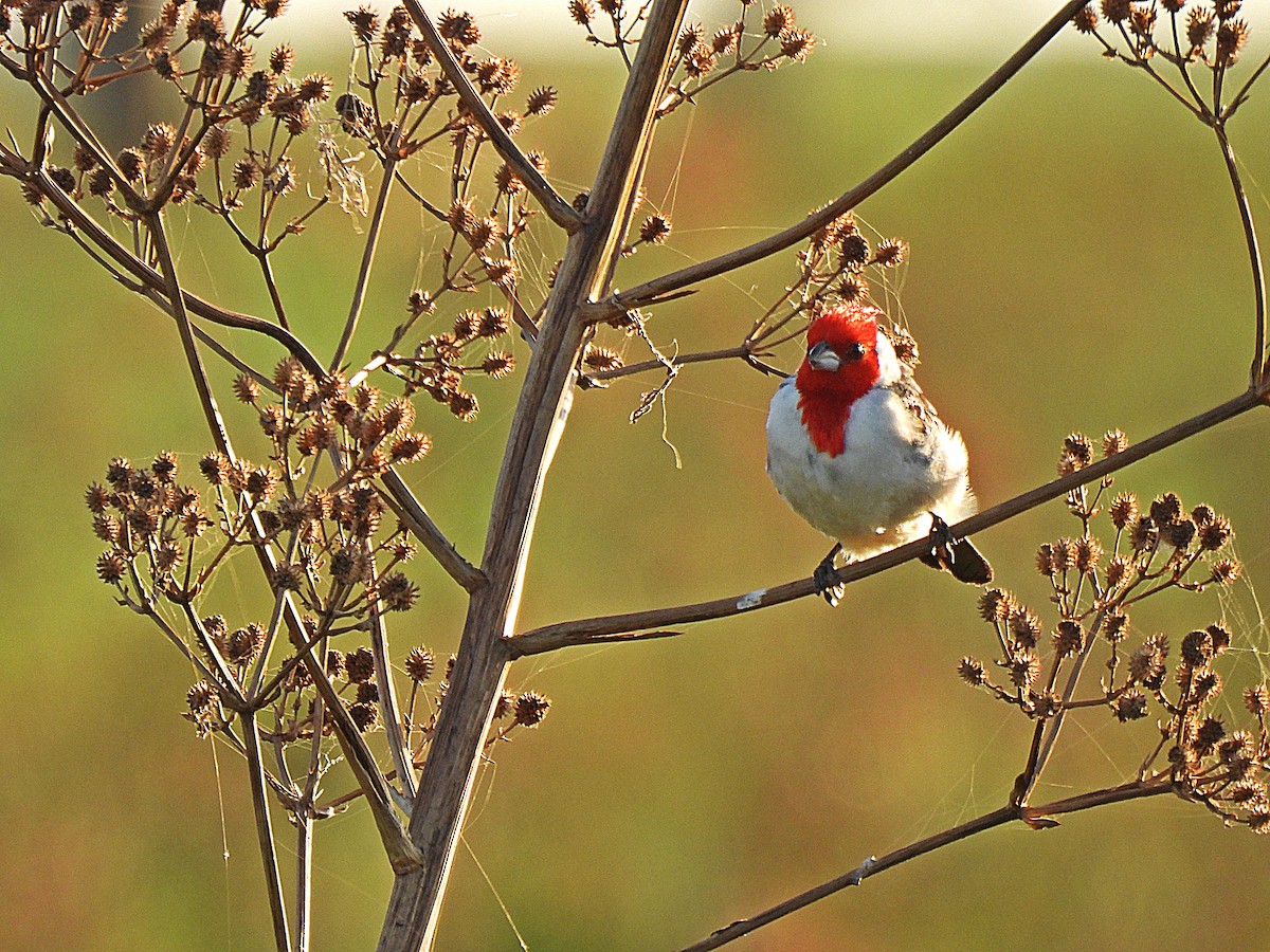 Red-crested Cardinal - ML615814968
