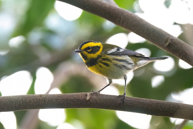 Townsend's Warbler