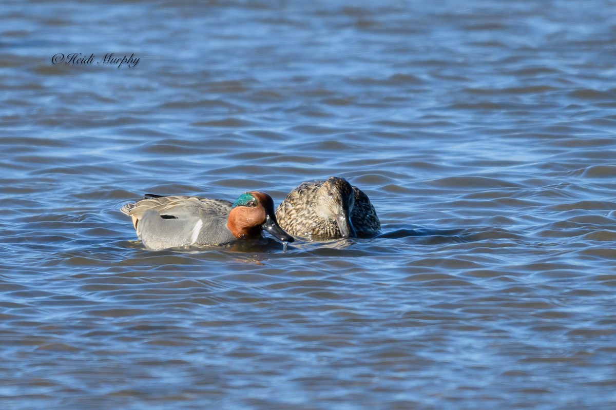 Green-winged Teal - ML615815082