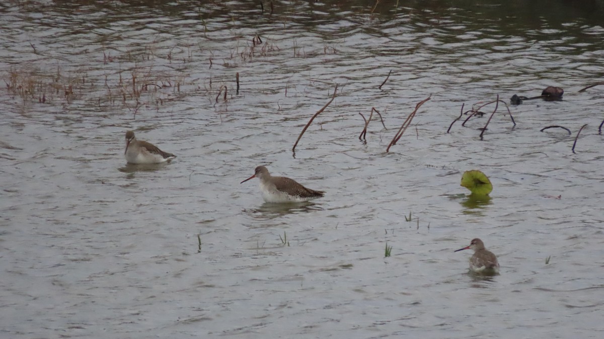Spotted Redshank - ML615815117