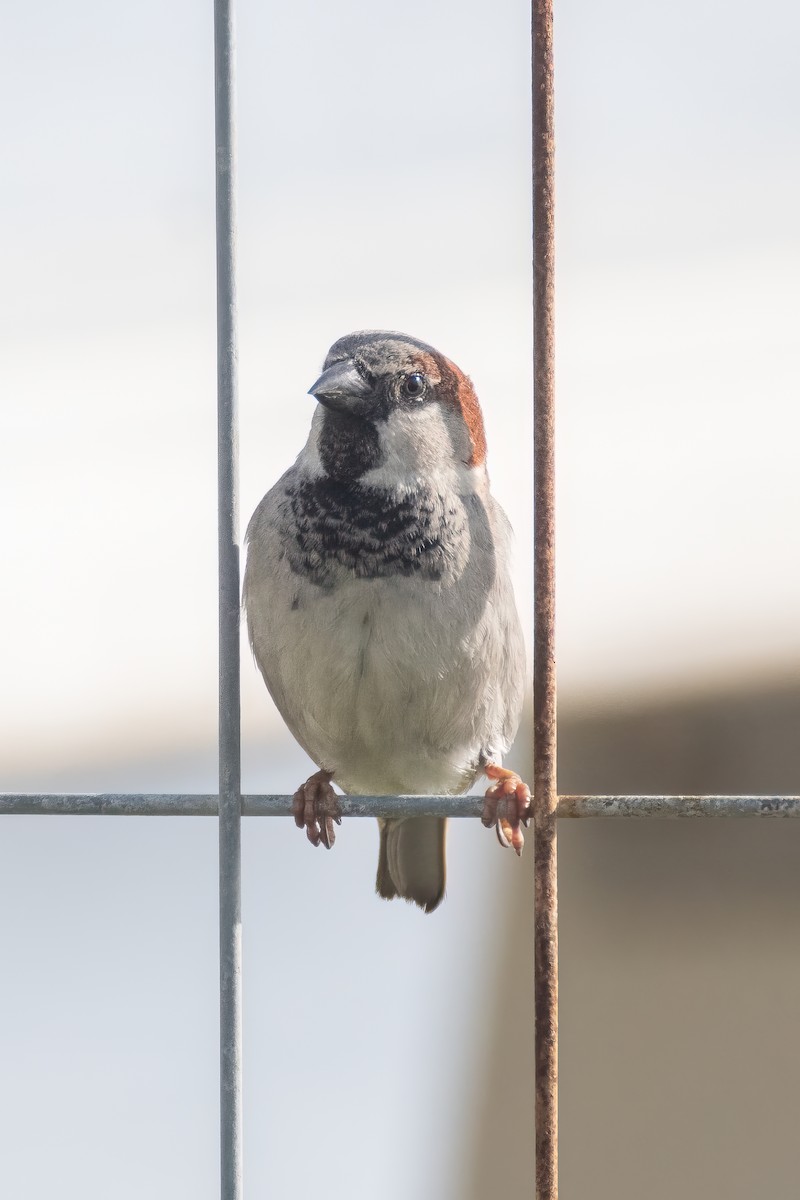 House Sparrow - ML615815156