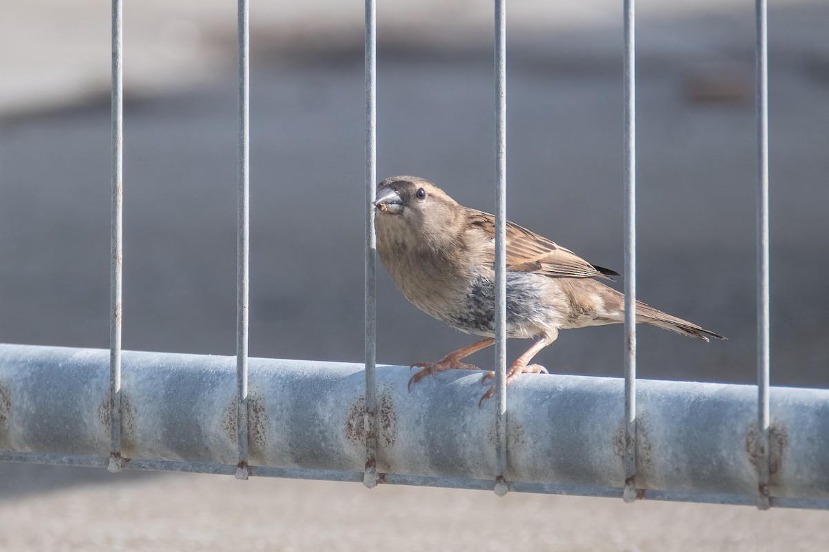 House Sparrow - ML615815157