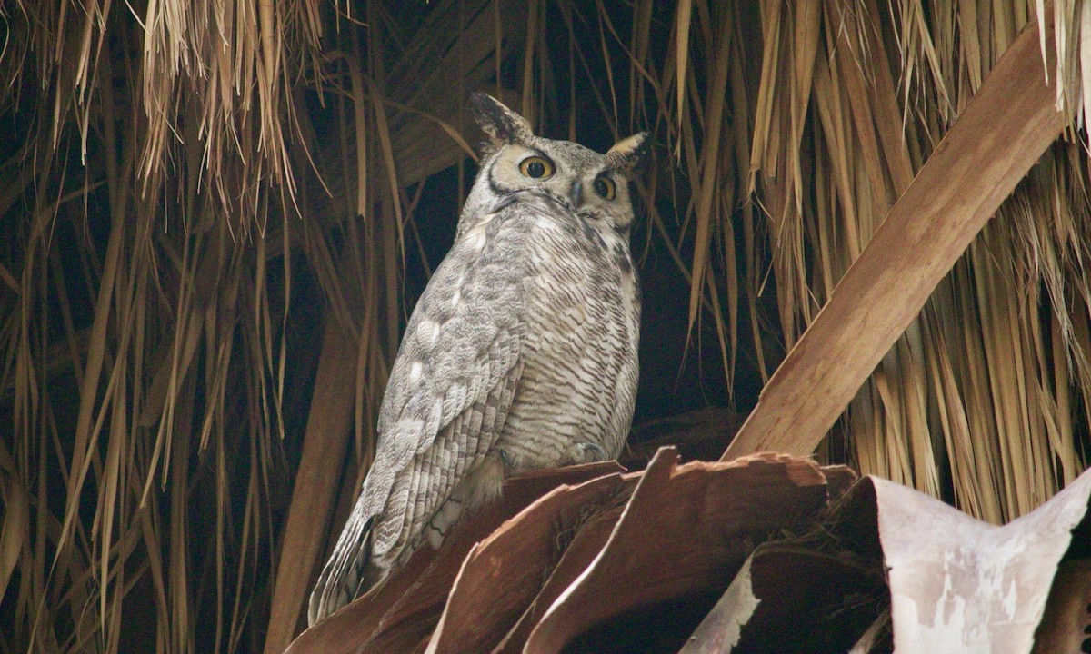 Great Horned Owl - ML615815194