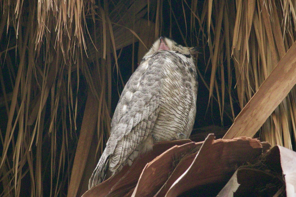 Great Horned Owl - ML615815195