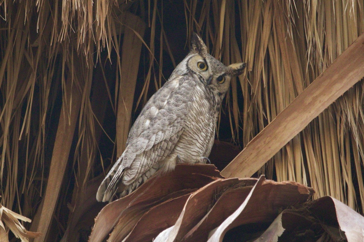 Great Horned Owl - ML615815196