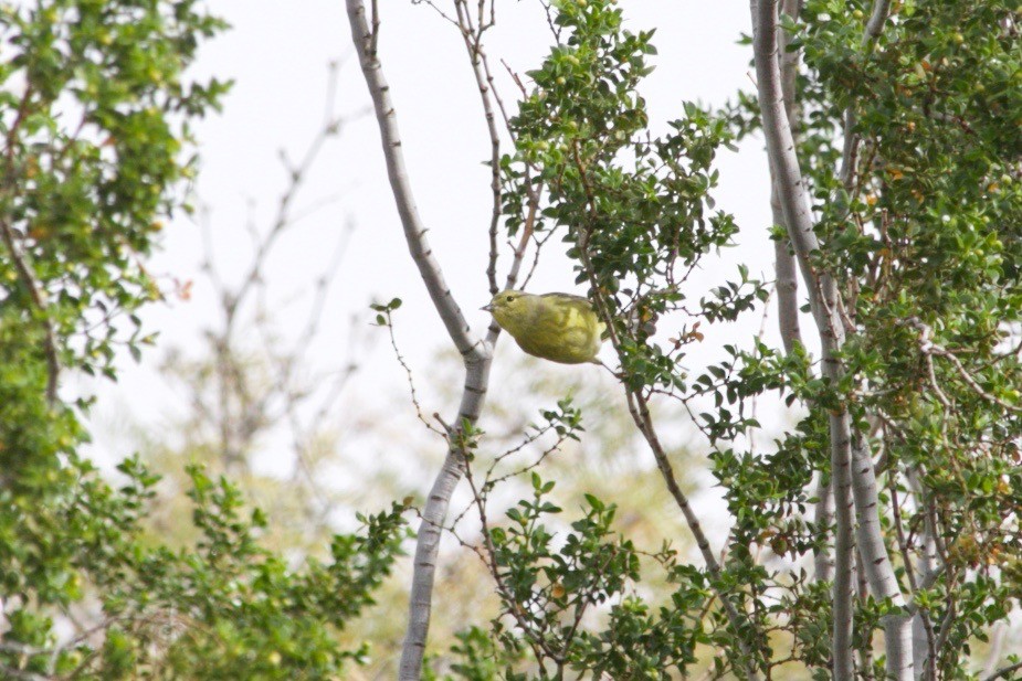 Orange-crowned Warbler - Loyan Beausoleil