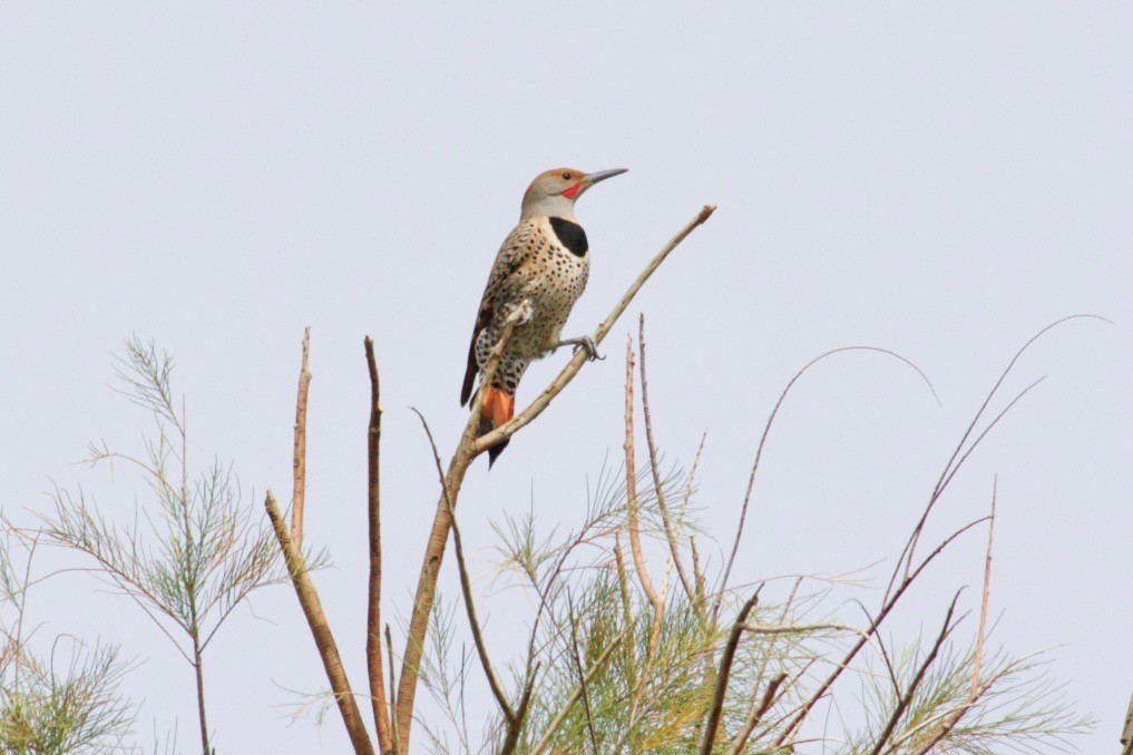 Northern Flicker (Red-shafted) - ML615815332