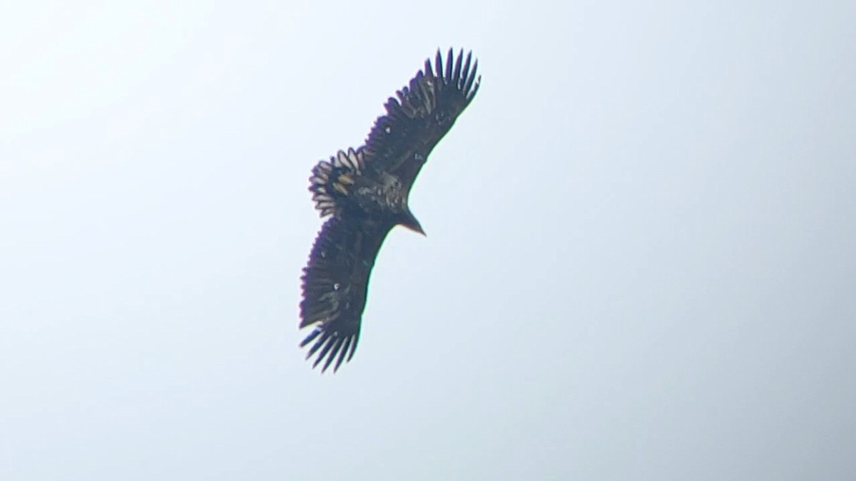 White-tailed Eagle - ML615815764