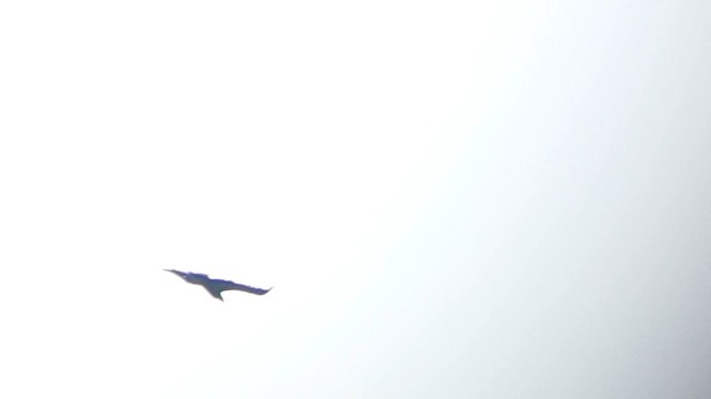 White-tailed Eagle - ML615815765