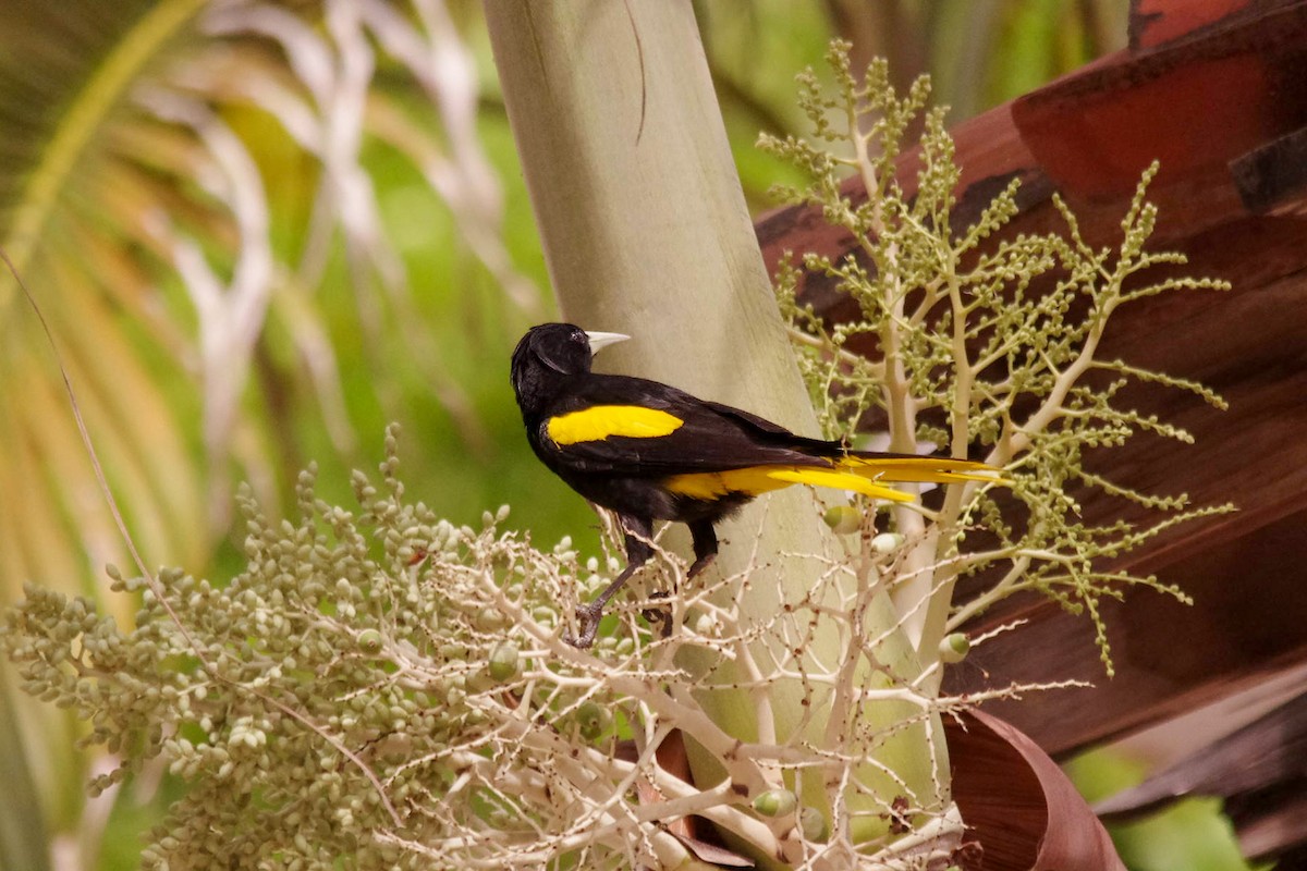 Yellow-winged Cacique - Geoffrey Groom