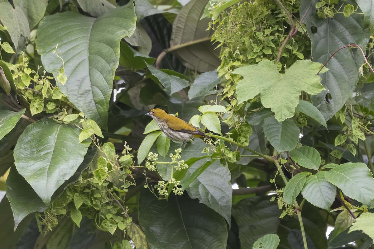 Yellow-vented Flowerpecker - Debankur  Biswas