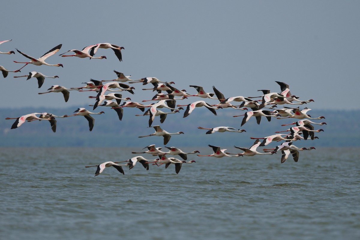 Lesser Flamingo - Paul Maury