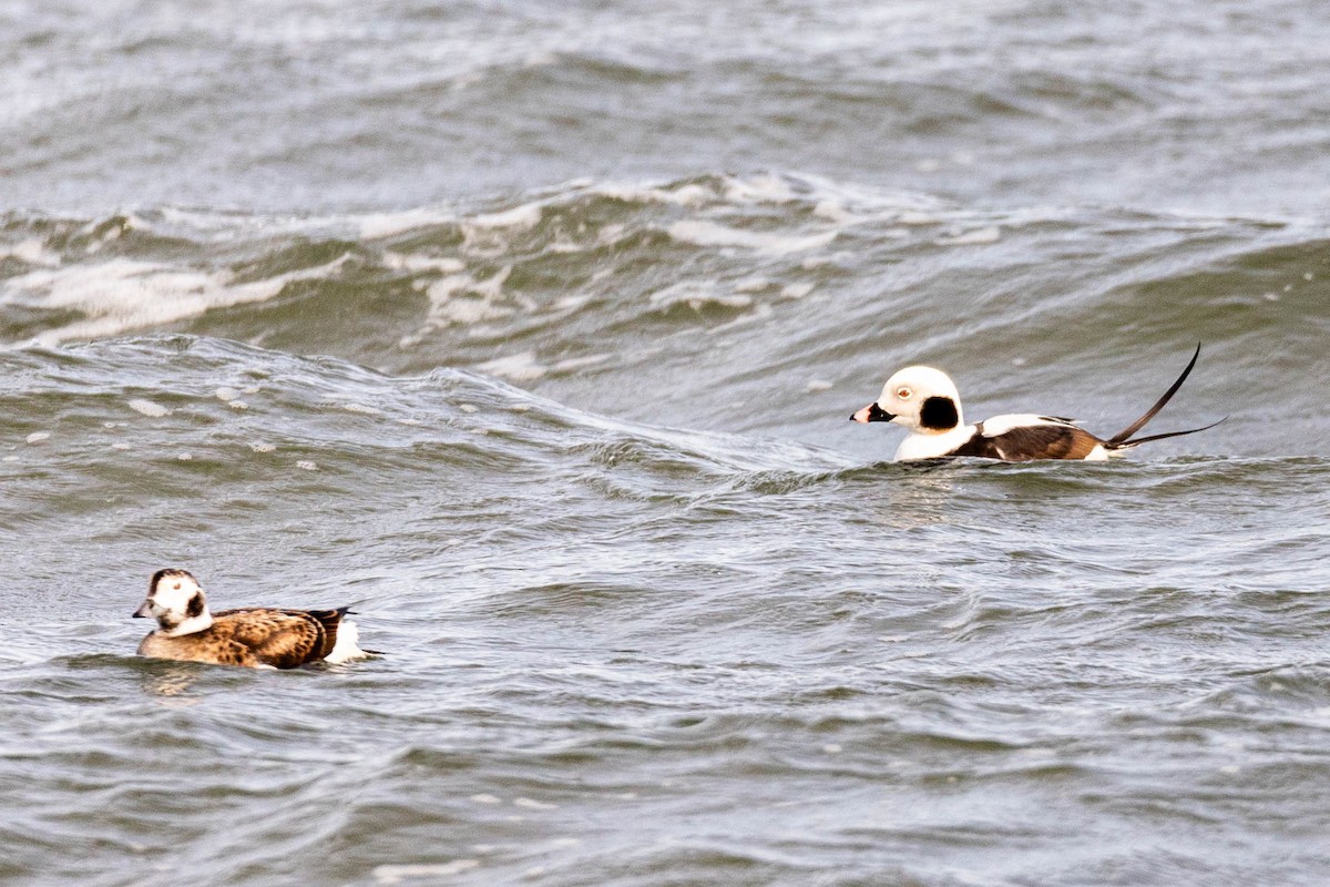 Long-tailed Duck - ML615816216