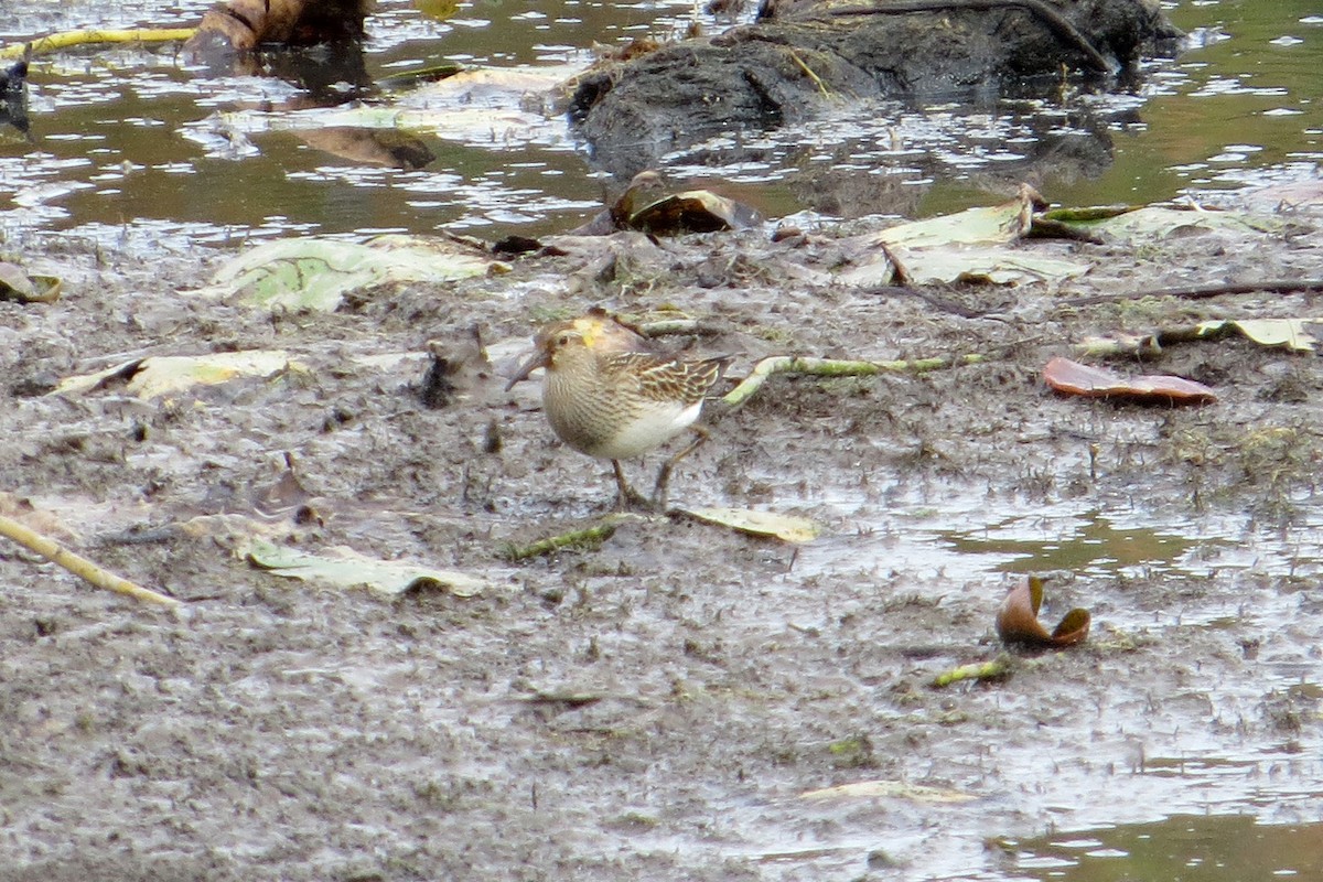 Ebird Checklist Sep Piney Reservoir Species