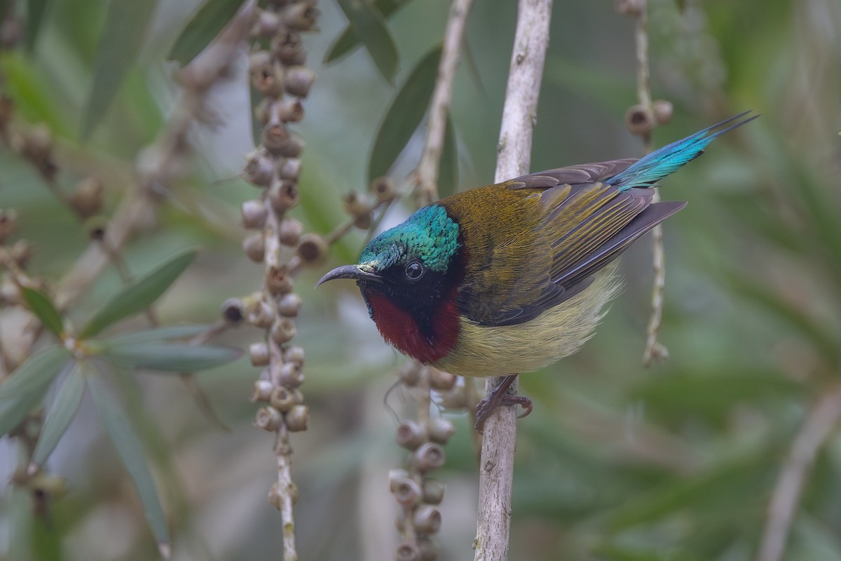 Fork-tailed Sunbird (Fork-tailed) - ML615816534