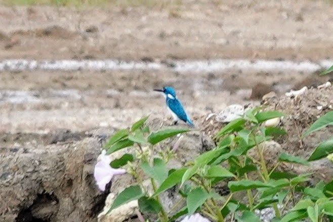 Small Blue Kingfisher - ML615816590