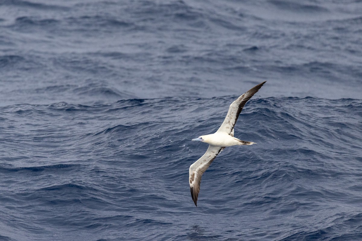 Red-footed Booby (Indopacific) - ML615816815