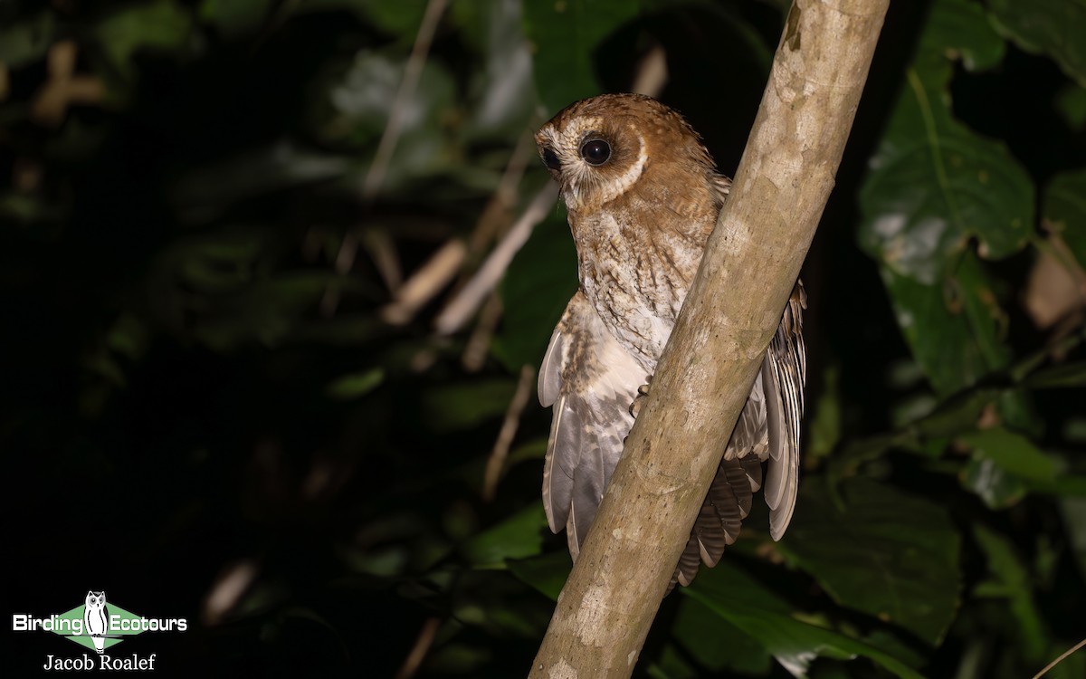 Puerto Rican Owl - Jacob Roalef - Birding Ecotours