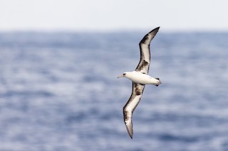Laysan Albatross, ML615817036